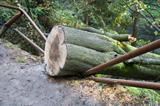 Broken Railing by Fallen Tree