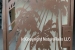 aluminum-gate-with-palm-sun-design-